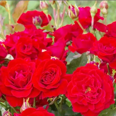 Уникальное фото розы Нина Вейбул в WEBP