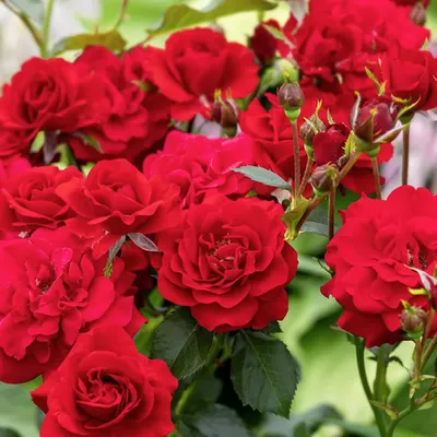 Изображение розы Нина Вейбул в высоком разрешении - WEBP