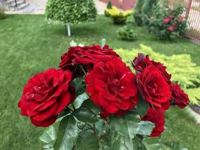 Прекрасное изображение розы Нина Вейбул - JPG