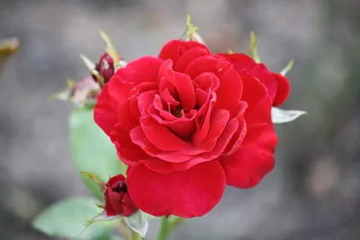 Фотография розы Нина Вейбул, доступная в PNG