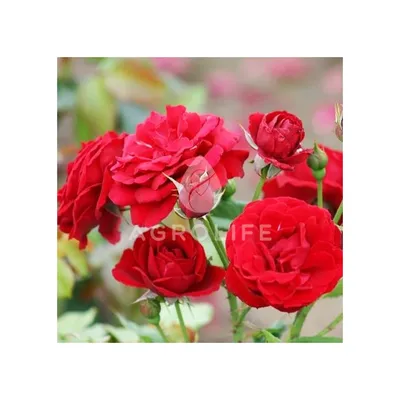 Удивительная роза Нина Вейбул на фотографии в WEBP