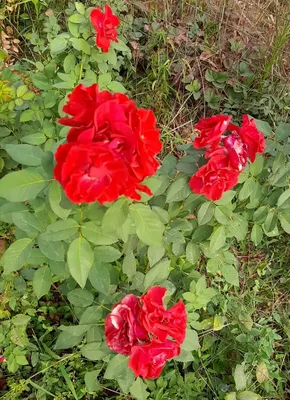 Фотка розы Нина Вейбул в высочайшем разрешении - JPG