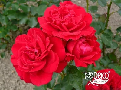 Изумительное изображение розы Нина Вейбул - PNG
