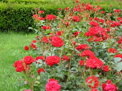 Фото красивой розы Нина Вейбул - JPG