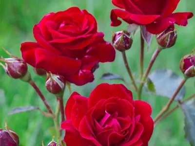Картинка розы Нина Вейбул - PNG