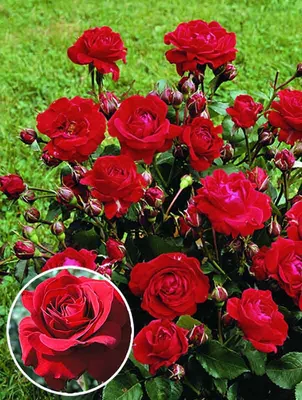 Уникальное изображение розы Нина Вейбул - JPG