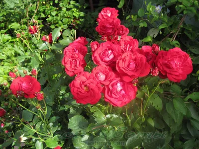 Изображение красивой розы Нина Вейбул - JPG