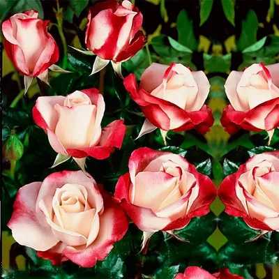 Фото розы ностальжи: выберите свою любимую картинку