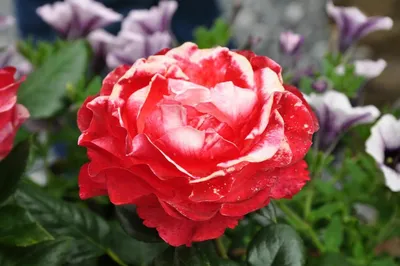 Уникальные фотки розы ностальжи, доступные для загрузки