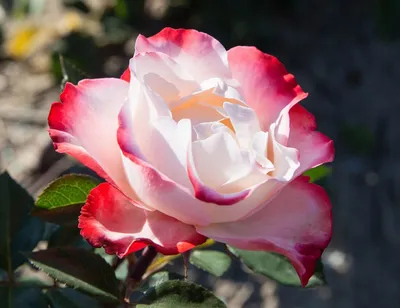 Истинная красота розы ностальжи: выберите формат изображения