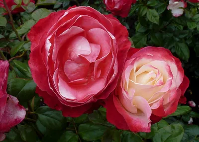 Скачать прекрасные фотографии розы ностальжи в формате png