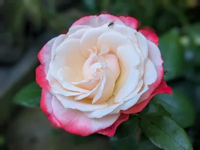 Уникальные снимки розы ностальжи для скачивания