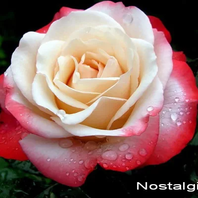 Фото розы ностальжи: сохраните ее на свое устройство