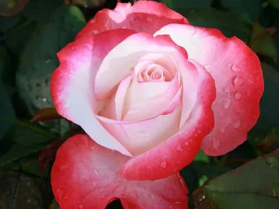 Превосходная красота розы ностальжи в различных форматах