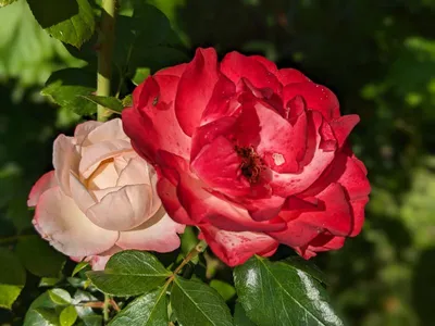 Фотографии розы ностальжи в высоком разрешении для скачивания