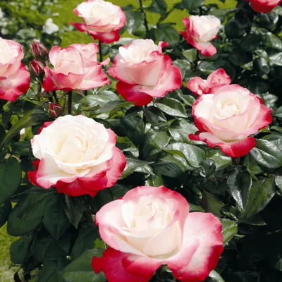 Скачать впечатляющие фото розы ностальжи в разных форматах