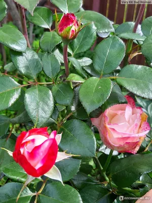 Неповторимо красивые фотки розы ностальжи доступны для загрузки