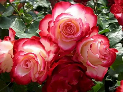 Качественные снимки розы ностальжи: выберите формат