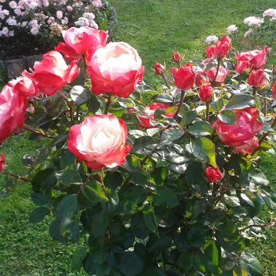 Великолепные фотографии розы ностальжи для скачивания
