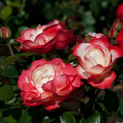 Удивительные фото розы ностальжи: сохраните их на свое устройство
