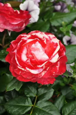 Интересные изображения розы ностальжи в разных размерах