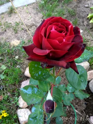 Восхитительные фотографии розы ностальжи для скачивания