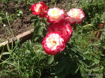 Интересные фотографии розы ностальжи для скачивания