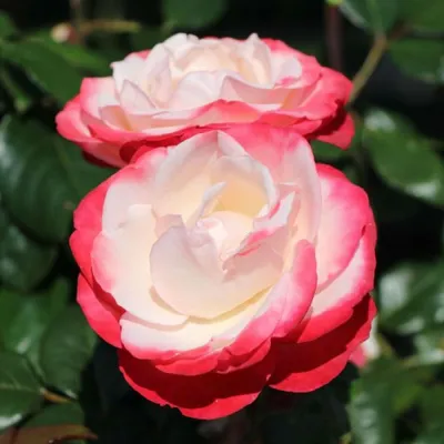 Уникальные фотки розы ностальжи, доступные для загрузки