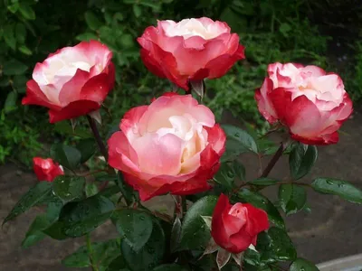 Прекрасная красота розы ностальжи в различных форматах