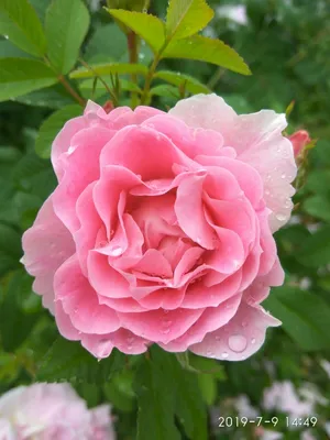 Скачать прекрасные фотографии розы ностальжи в формате webp