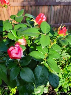 Изумительные снимки розы ностальжи для скачивания