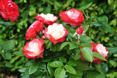 Увлекательные фото розы ностальжи в различных форматах