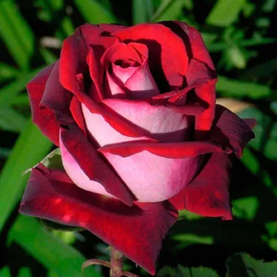 Скачать впечатляющие изображения розы ностальжи