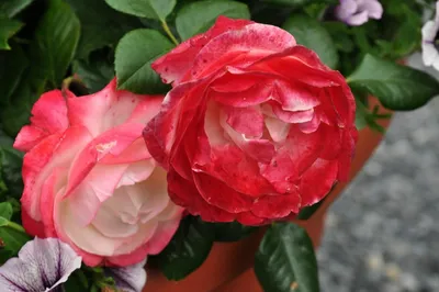 Неповторимая красота розы ностальжи: выберите свой размер