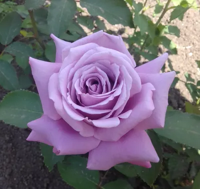 Фото розы ностальжи: выберите свой размер и формат