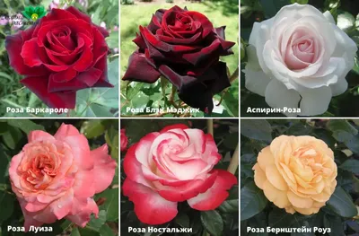 Красивые снимки розы ностальжи, доступные для скачивания