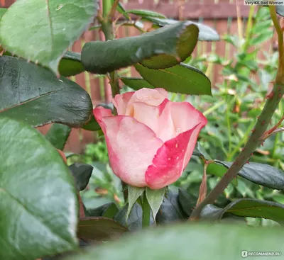 Удивительное фото розы ностальжи: сохраните его на свое устройство