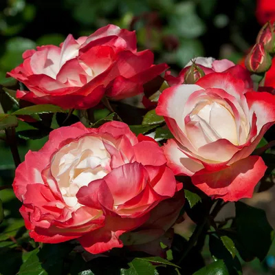 Сохраните великолепные картинки розы ностальжи на свое устройство