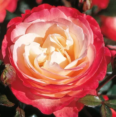 Увидеть и полюбоваться: фотографии розы ностальжи в высоком разрешении