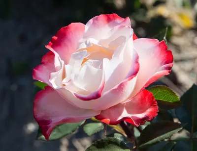 Впечатляющая фотография розы ностальжи для скачивания