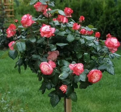 Красивые изображения розы ностальжи ждут вас