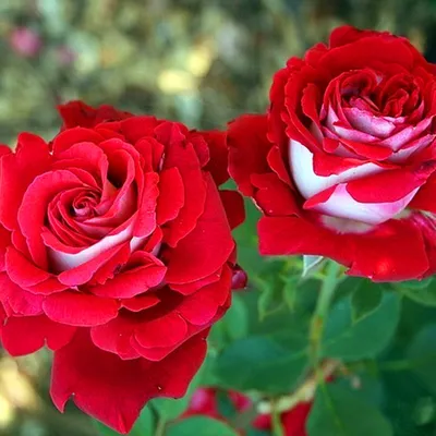 Роза осирия — увеличенное изображение в формате jpg для скачивания