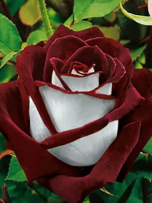 Роза осирия на фото: прекрасное изображение для скачивания в webp