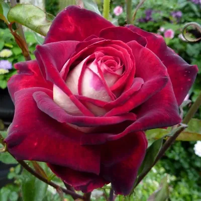 Фотка розы осирия — выберите формат (png, jpg или webp) и размер