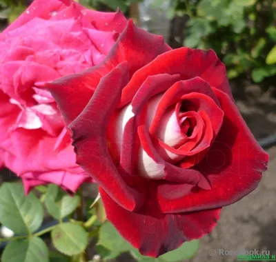 Изображение розы осирия: выберите подходящий формат и скачайте