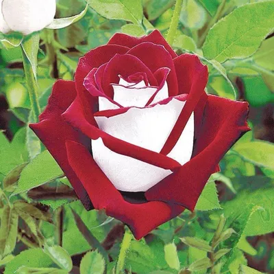 Фотография розы осирия в png формате для скачивания