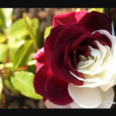 Роза осирия в изображении: доступные форматы (jpg, png, webp)