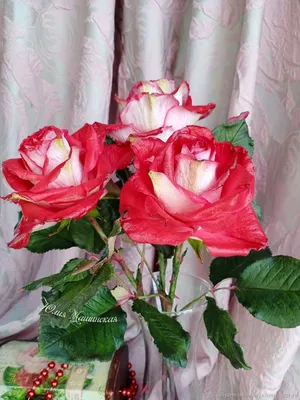 Увлекательная фотография розы осирия: выбирайте формат и размер
