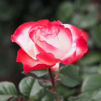 Уникальная роза осирия: доступные размеры и возможность загрузки в webp