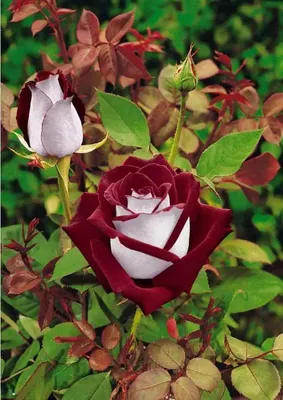 Фото розы осирия в разных размерах для скачивания в png